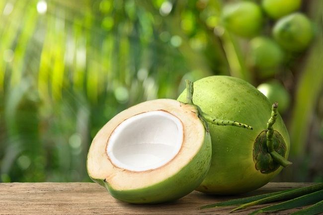 cara menanam pohon kelapa