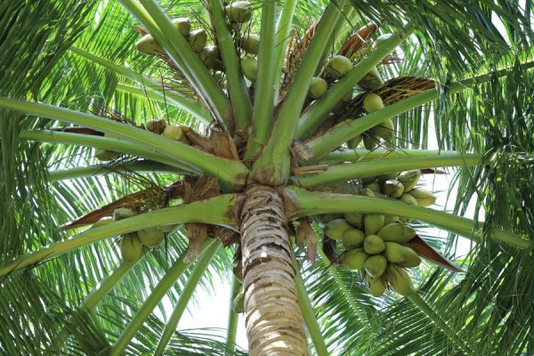 keunggulan pohon kelapa