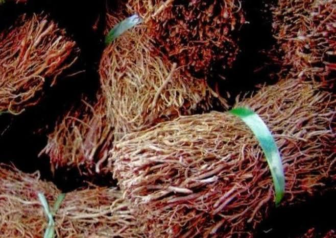 manfaat akar kelapa untuk kesehatan