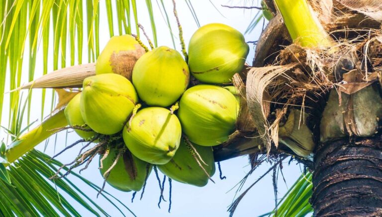 bagian bagian kelapa dan manfaatnya