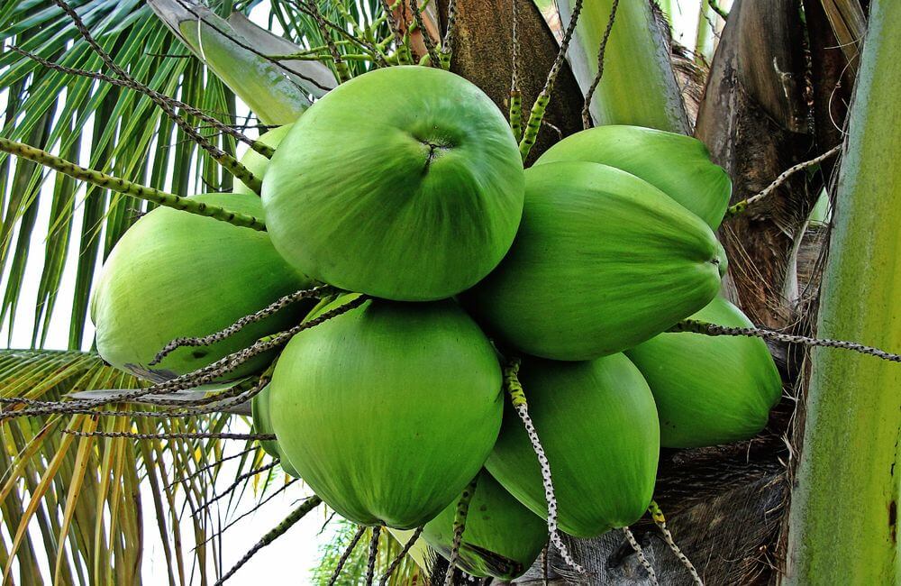 jenis jenis pohon kelapa