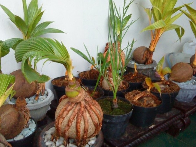 cara menanam kelapa dalam pot