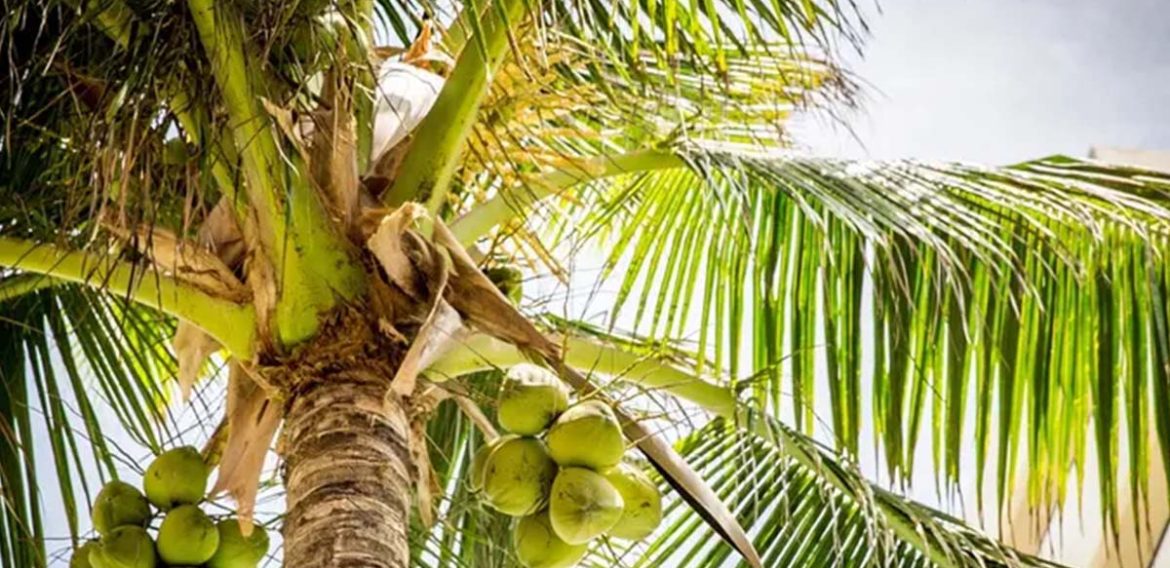 Jenis Jenis Pohon Kelapa